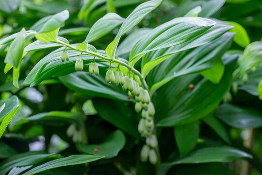 Close-up macro of Solomon&rsquo;s seal plant with bell-shaped buds, Polygonatum odoratum in lush green foliage, spring forest botanical photography.