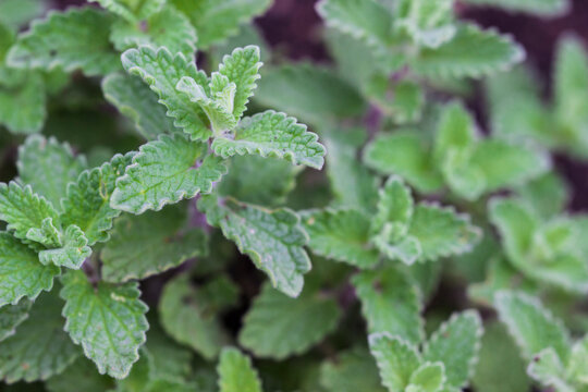 Close-up macro of fuzzy green catnip leaves, Nepeta cataria with serrated edges, soft texture of herbaceous plant foliage, garden botanical photography.