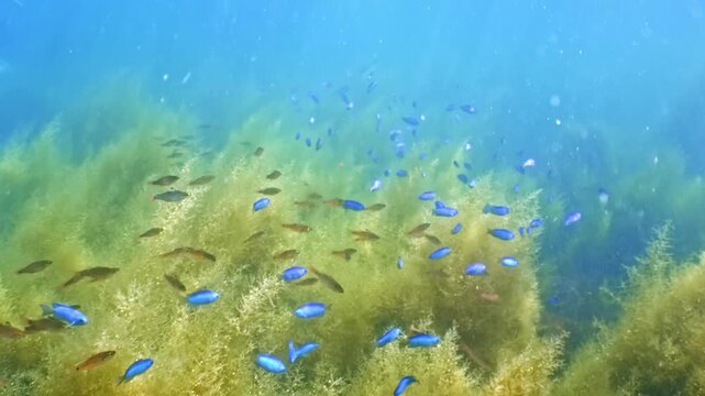 【4K水中映像】豊かなホンダワラの海藻の森と優雅に泳ぐ小魚の生態