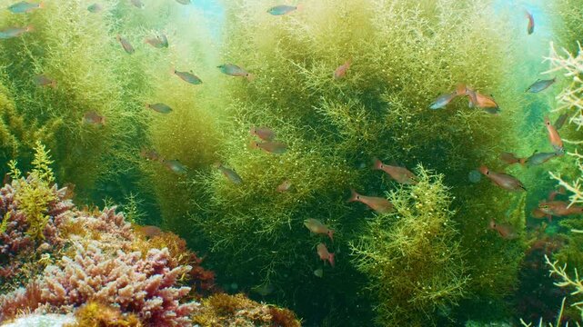 【4K水中映像】光り輝くホンダワラの群生と心地よく舞い踊る小魚たち