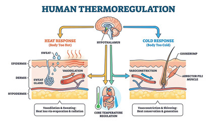 Naklejka premium Human thermoregulation diagram showing body temperature regulation