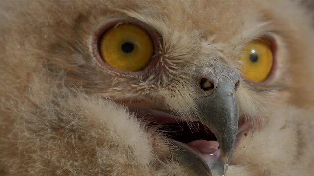 Close up video of Young owl with bright yellow eyes and soft feathers in dry desert wind and gular fluttering with tongue visible. Tiny beak slightly open, showing curiosity. Cozy fur texture frames