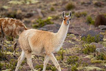 Fototapeta premium Traditional herd of llamas walking through the high altitude highlands of Caylloma in the Colca Valley, Peru