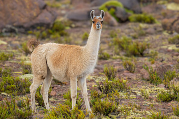 Fototapeta premium Traditional herd of llamas walking through the high altitude highlands of Caylloma in the Colca Valley, Peru