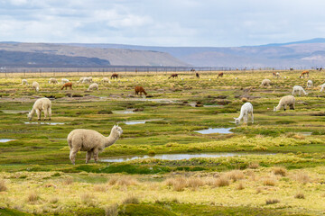 Naklejka premium Herd of domestic alpacas grazing in the lush green Tocra wetlands of the Colca Valley, Arequipa, Peru