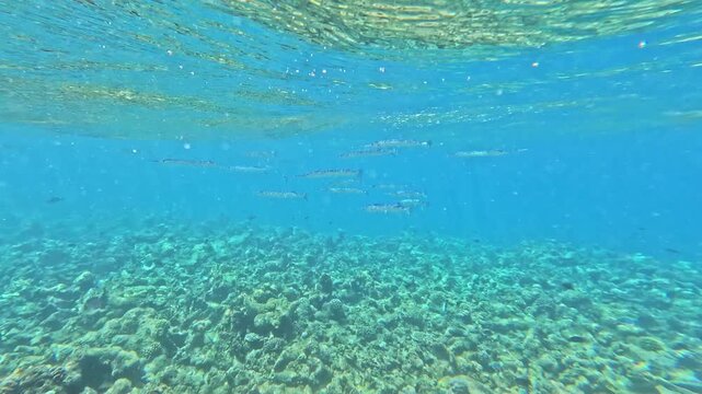 School of tropical needlefish, Tylosurus crocodilus swimming just below water surface in Maldives atoll. Blue ocean, sunlight reflections, and marine wildlife in natural habitat.