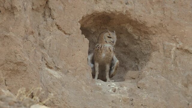 Video of Pharaoh Eagle-Owl peeks from sandy burrow and desert rock hole and relaxing. Tucked into earthy hollow, it watches with wary eyes. Soft brown feathers blend with surrounding dirt.Quiet, alert
