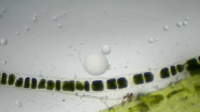  Microscopic view of horizontal Spirogyra algae strand with air bubble and clear copy space