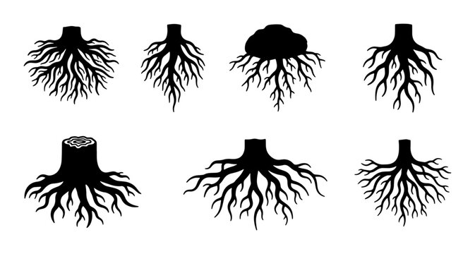 Set of Six Black Tree Root Systems, Diverse Organic Structures, Plant Anatomy Vector Icons, Natural Growth Patterns, Botanical Elements