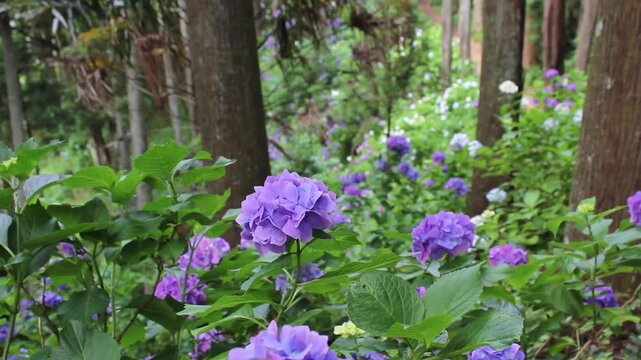 【千葉県茂原市】服部農園あじさい屋敷の紫陽花畑