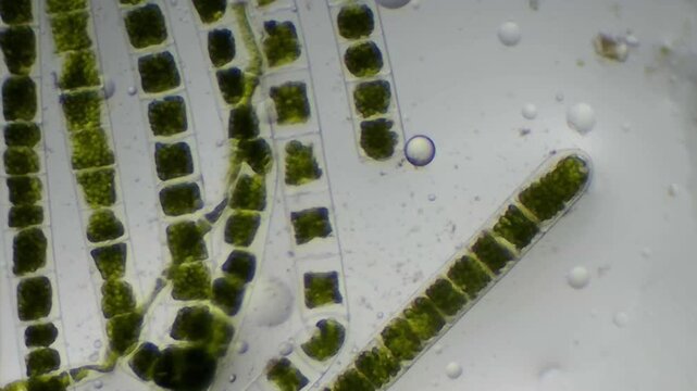 Microscopic view of multiple green algae strands clustered with clear copy space on the right