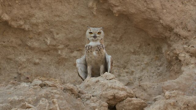Video of Pharaoh Eagle-Owl perches on rugged cliffside on desert and gular fluttering. Golden eyes watch intently from rocky outcrop. Brown feathers blend with desert tones. Alert posture 