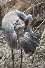 Naklejka premium Sandhill Crane