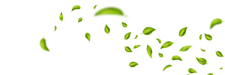 Wave foliage ornament. Green flying leaves frame. Leaf falling banner. Vegan, eco, organic product. Cosmetic pattern. Spring tree plant design. Fresh mint tea background. Air wind.Vector illustration © Liubov