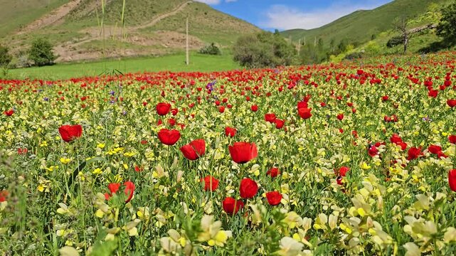 Colorful spring meadow of red wildflowers and yellow blooms beneath rolling green hills and a bright blue sky with soft white clouds.
📍 Marivan, Kurdistan, Iran 