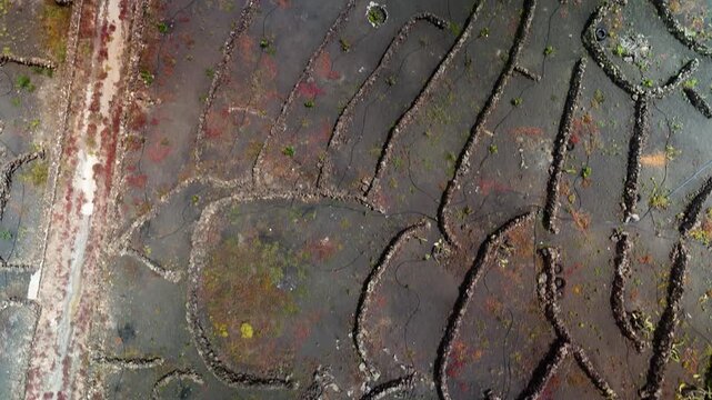 Aerial top down view of volcanic vineyard socos, Las Hoyas, Lanzarote