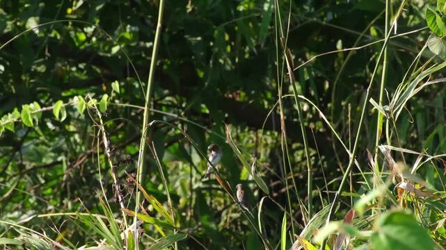Scaly-Breasted Munia Pair Preening Then Sequential Takeoff And Flight Across Frame, Palawan Philippines