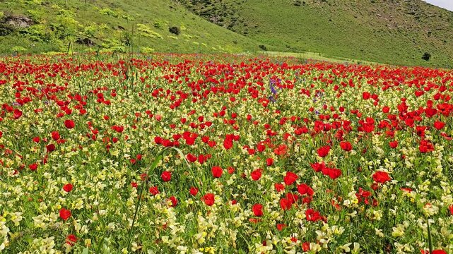 Colorful spring meadow of red wildflowers and yellow blooms beneath rolling green hills and a bright blue sky with soft white clouds.
📍 Marivan, Kurdistan, Iran 