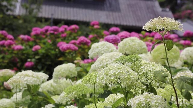 【千葉県茂原市】服部農園あじさい屋敷の紫陽花畑