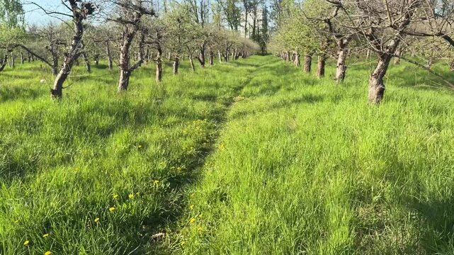 Orchard pathway moving forward through grass in spring