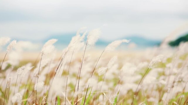 風に揺れる白い綿毛の草花を映した癒しのスローモーション動画