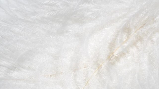 Macro white fluffy feather texture in slow motion, closeup feather background
