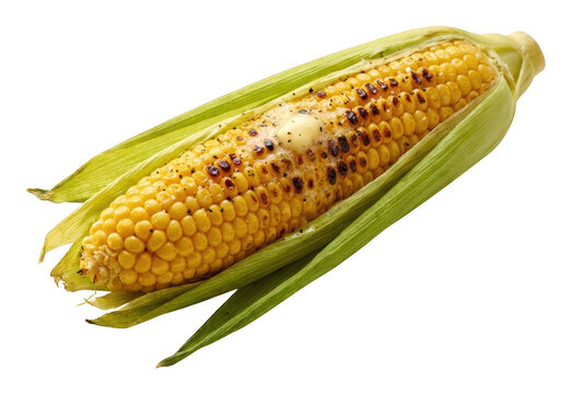 Grilled yellow corn on the cob with melting butter and green husks isolated transparent background image