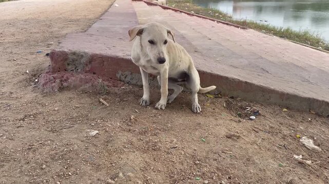 hin stray dog standing on dusty ground near urban debris with animal welfare