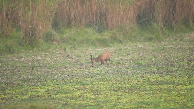 An authentic cinematic shot of a rare Barasingha swamp deer grazing in the lush wetlands of India. Captures wildlife conservation and biodiversity in a natural habitat.