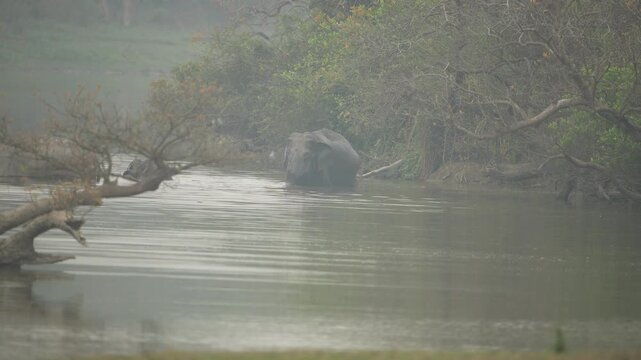 A majestic wild elephant cools off in a calm river during a foggy morning in India. Authentic wildlife scene in a lush tropical forest environment.
