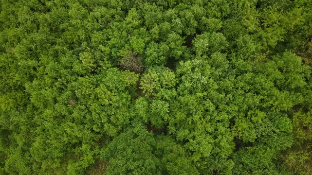 An overhead aerial view looking down at a lush and dense forest canopy filled with vibrant green summer deciduous trees.
