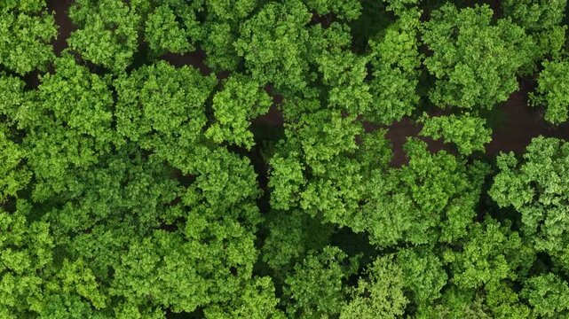An aerial top-down view shows a lush, dense forest canopy during summer, highlighting thick green foliage and natural tree growth.