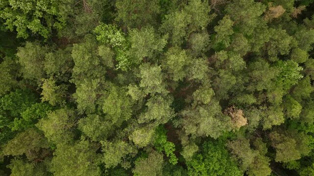 An aerial top-down perspective captures the dense canopy of a lush summer forest, highlighting the natural textures and green wilderness.