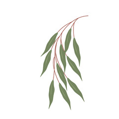 Eucalyptus leaf vector. Eucalyptus herbal plant illustration. Eucalyptus herbal leaf and twig vector design. Minimalist leaf illustration. Herbal leaves  © Rsi_Design