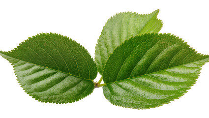 Green cherry leaves with serrated edges and visible veins © Lubos