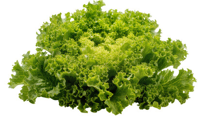 Fototapeta premium Frilly green lettuce leaves with ruffled edges