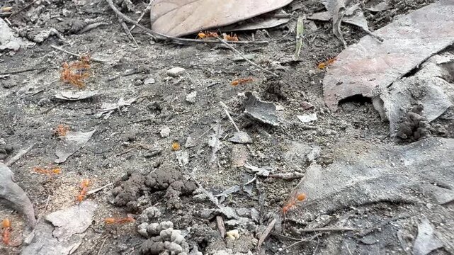 Group of red weaver ants crawling on dry earth ground insect nature wildlife