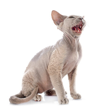 devon rex