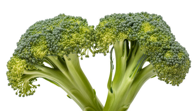 Fresh green broccoli florets with thick stems