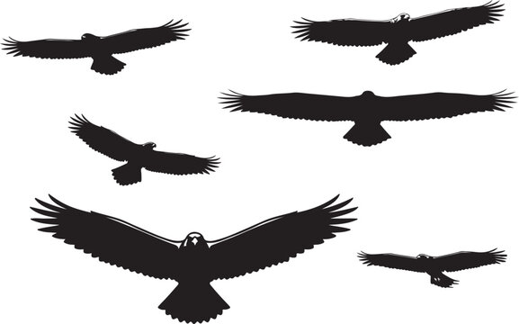  Flying steppe eagles set dlying in art design silhouette on white background.
