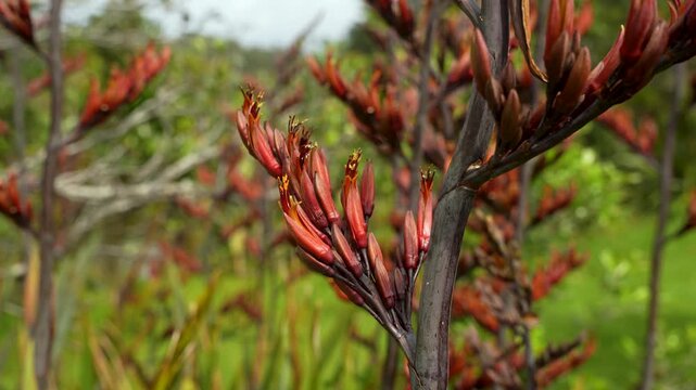 Close-up view of exotic red flowering Flax aka Phormium tenax buds growing naturally in lush green garden, New Zealand