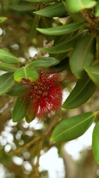 Vibrant crimson southern rata flower, Metrosideros umbellata, amidst green leaves in a wild forest of New Zealand, vertical close-up