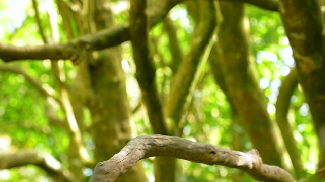 Endemic kaka parrot perched on a branch in Zealandia, New Zealand, eating in a lush green forest with soft natural light and blurred foliage.