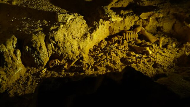 Handheld panning shot of the preserved prehistoric skeleton bones of an extinct moa bird discovered inside a limestone cave in New Zealand