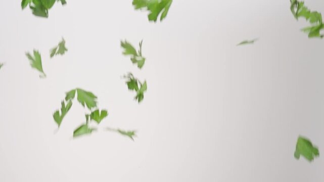 Fresh aromatic Cilantro raining down on a white backdrop in slow motion close up macro.