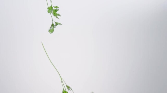 Fresh aromatic Parsley raining down on a white backdrop in slow motion close up macro.
