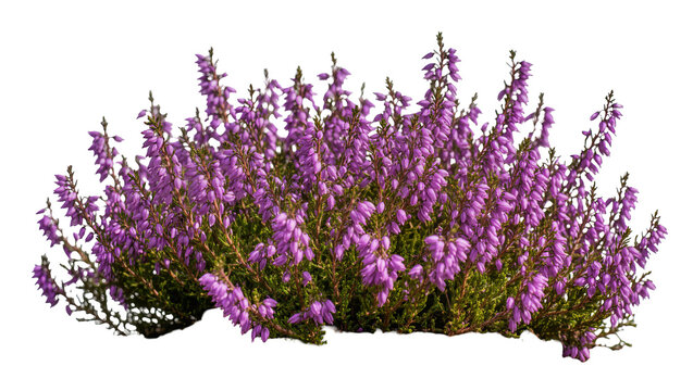 Purple heather bush with small bell-shaped flowers