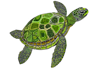 Fototapeta premium A Detailed Green Sea Turtle Illustration with Tribal Patterns and Mandala Art Styles on a White Background