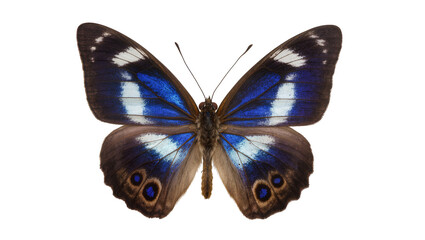 Blue and brown butterfly with eye spots on wings © Elvin