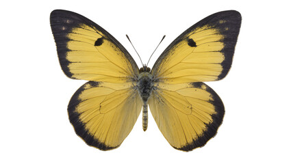 Yellow butterfly with black wing edges and spots © Isolde